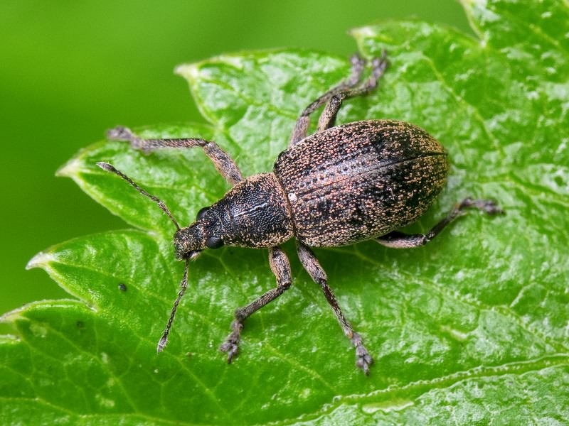 Sciaphobus squalidus (Gyllenhal, 1834)